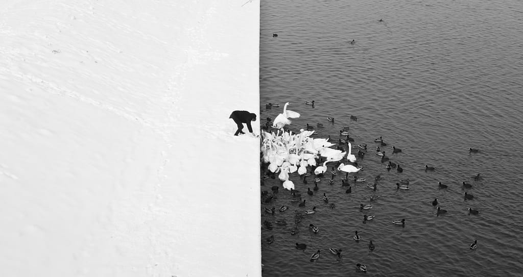 Winter Mountains Lake Phototgraphy Mt McKinley Landscape Blackandwhite Swan Wildlife