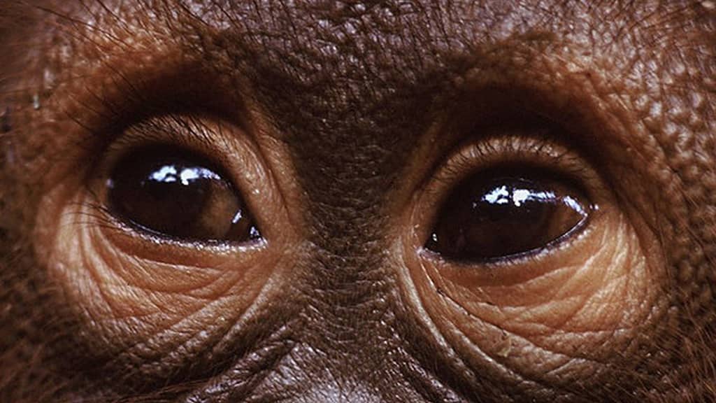 Read more about the article Orangutans – The Unspoken Victims of Human Greed