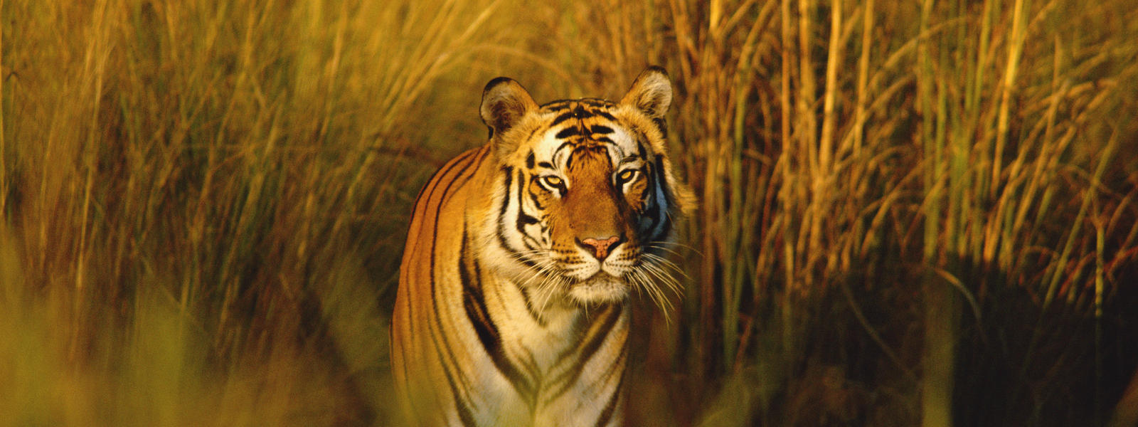 Tiger is an endangered species forever. Save The Stripes Now Or Never Globally 