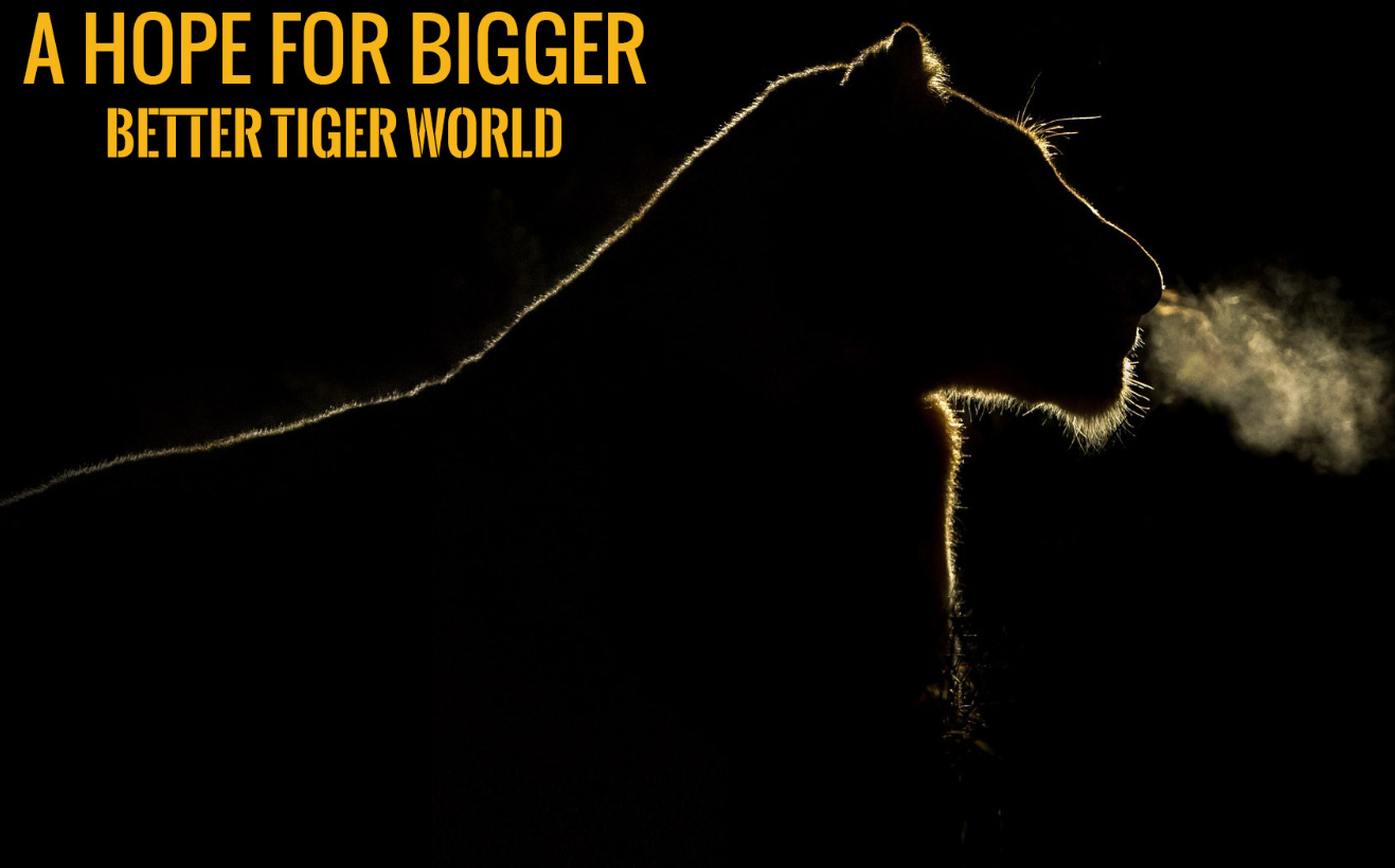 Tiger is an endangered species forever. Save The Stripes Now Or Never Globally 
