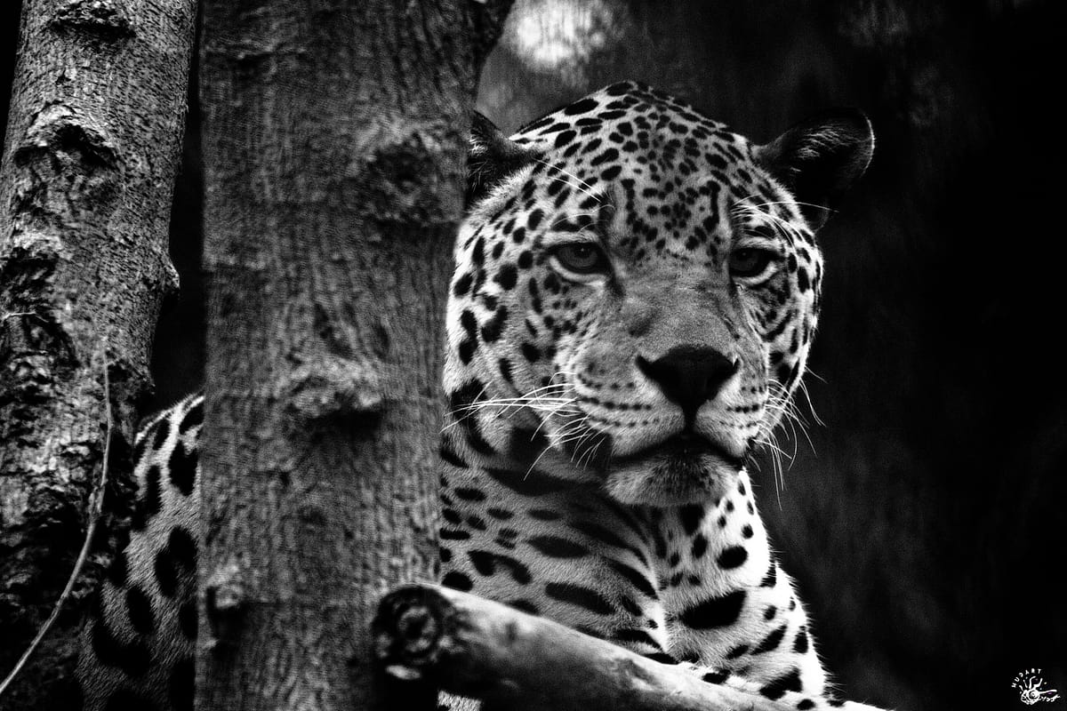 IMG_1710-2 low pixels