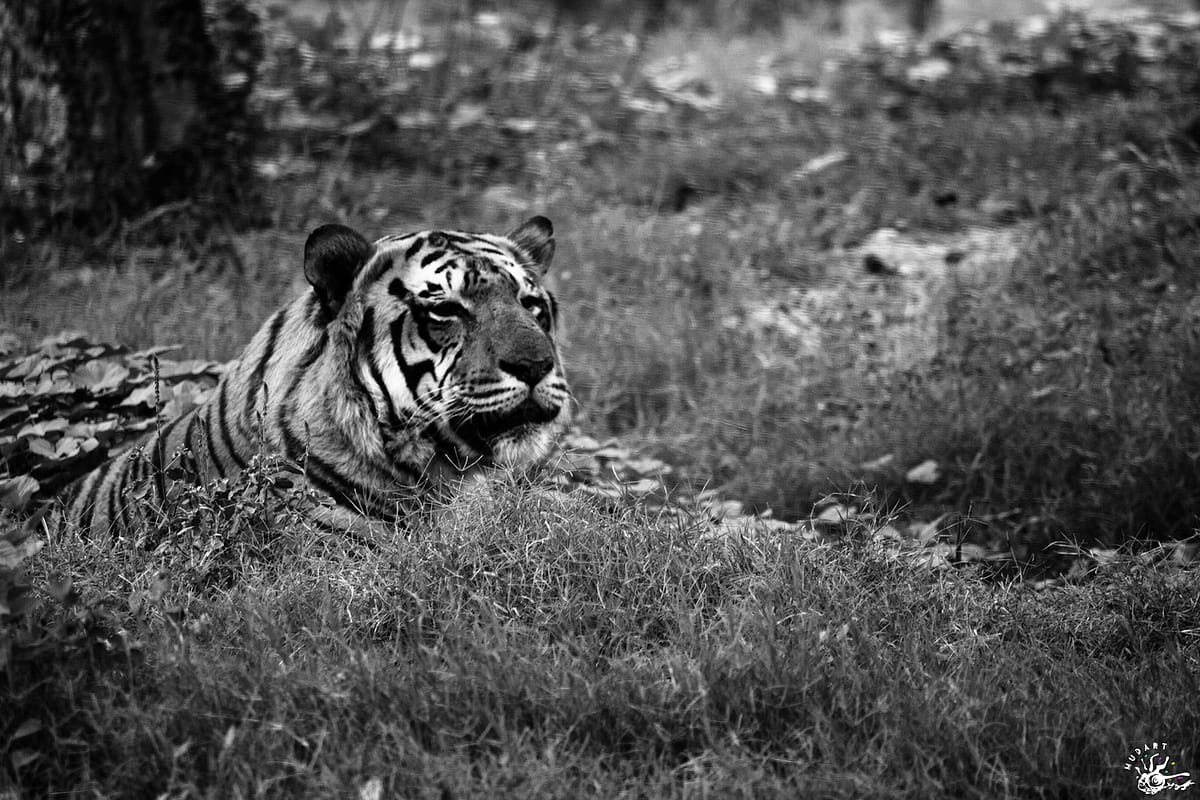 IMG_1919-3 low pixels