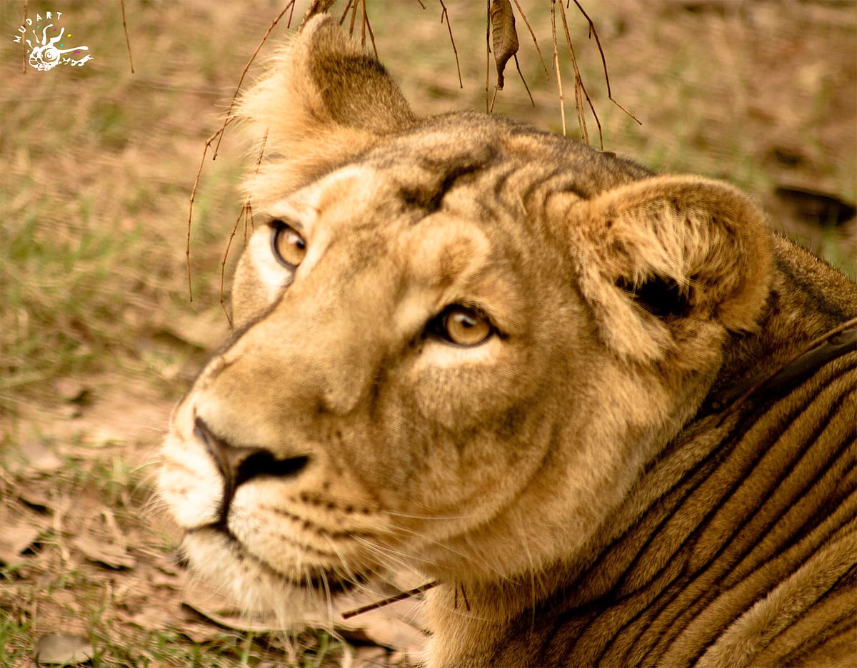 LionessChattbir Zoo - Punjab