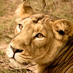 LionessChattbir Zoo - Punjab
