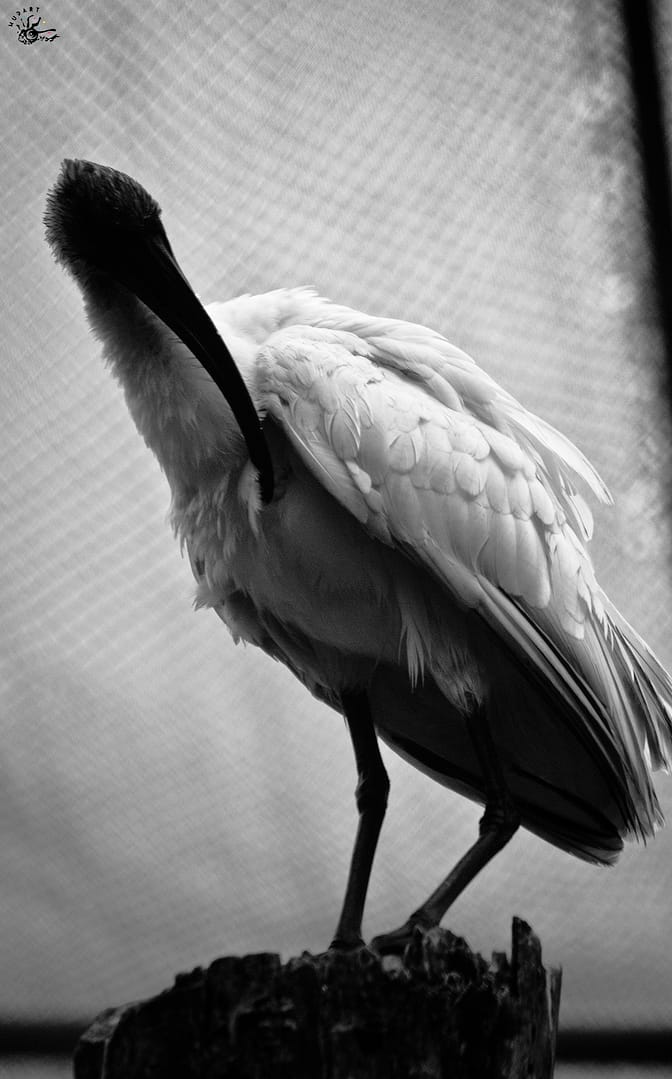 IMG_1743 low pixels