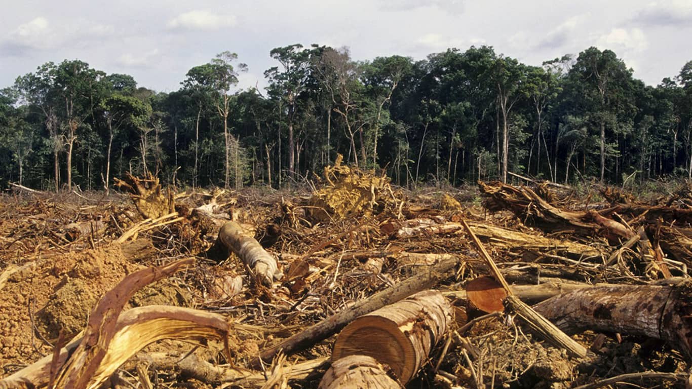 How has deforestation changed the world.